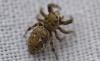 Dendryphantes rudis